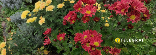 Хризантемы цветут в ноябре