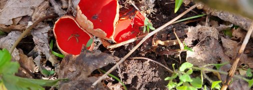 Саркосцифа може з’являтися поруч із першими квітами та травою