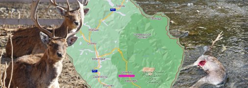 В Екопарку вбили двох красенів-оленів