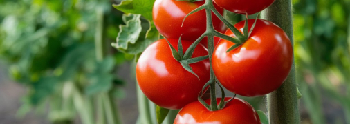 Помідори потребують правильного догляду (зображення створено за допомогою ШІ)