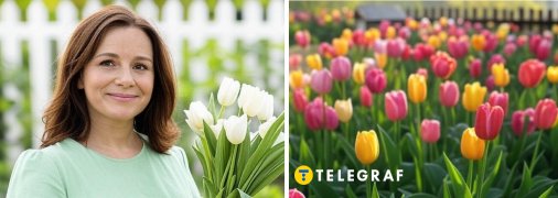 Дізнайтеся, чому не можна зрізати тюльпани після цвітіння