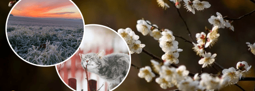 Весной заморозки и кот