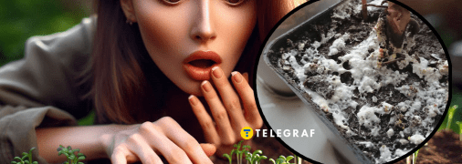 Чому на землі з’являється пліснява, і що з нею робити