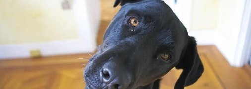 Собака нахиляє голову набік