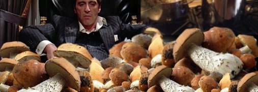 Мемы про грибников