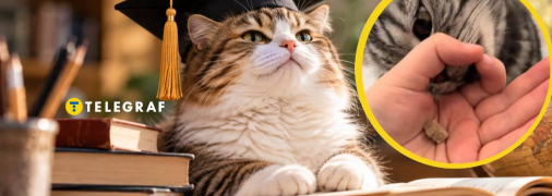 Ваш кот гений?