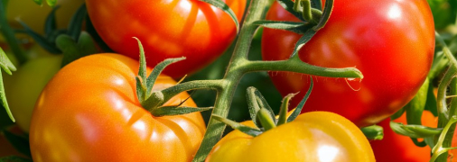 Помідори потребують правильного догляду (зображення створено за допомогою ШІ)