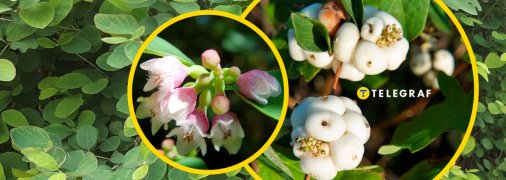 Снежноягодник белый - распространенное в Украине растение