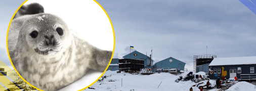 Тюлені на станції "Вернадський", ілюстративне фото