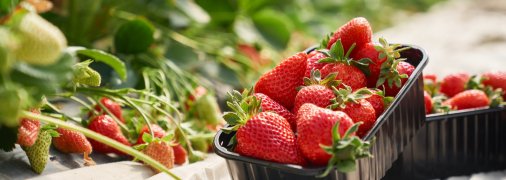 Ароматна полуниця навіть взимку