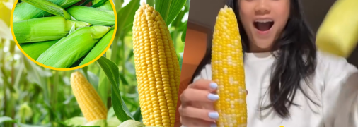 Чистить кукрудзу еще никогда не было так весело