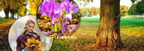 Пізньоцвіт осінній частіше можна побачити у Карпатах