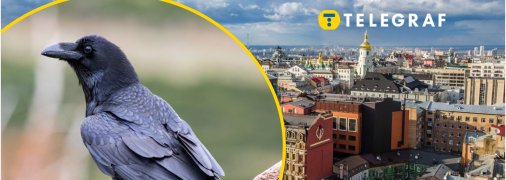 Унікальну білу ворону побачили у Києві