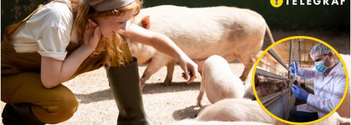 Жінка поряд зі свинями