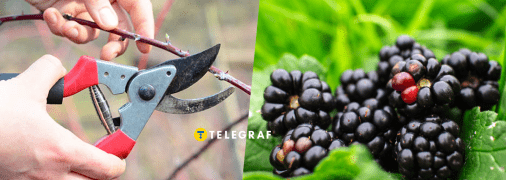 Обрезка ежевики
