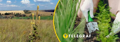 Коров'як звичайнив полі