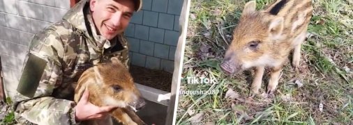 Кабанчик "Донбас"