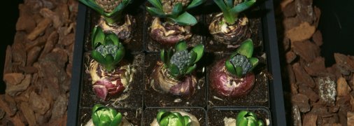 Гіацинти можуть рости вдома, якщо їх правильно посадити