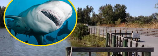 Бычья акула может атаковать людей