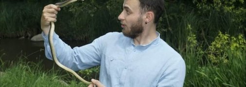 "Они кусают, потому что маленькие и застенчивые": где в Украине есть ядовитые змеи и как их различить