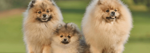 Померанського шпіца потрібно часто розчісувати