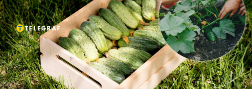 Огірки швидко підуть у ріст