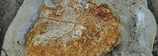 В песчаном карьере на Ставрополье обнаружены окаменелые останки древней черепахи