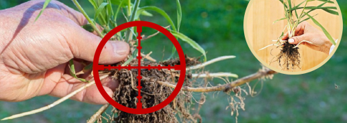 Пирій повзучий - головний біль багатьох дачників