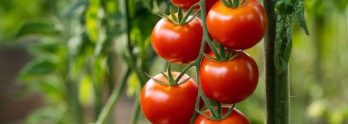 Помидоры нуждаются в правильном уходе (изображение создано с помощью ИИ)