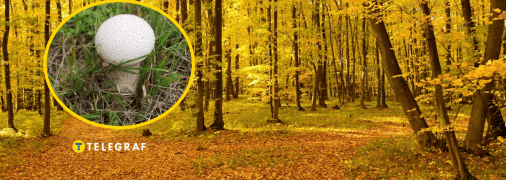 Гриб-дождевик