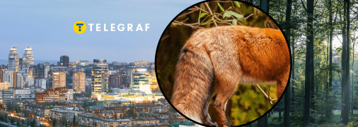 Тварини гуляли містом