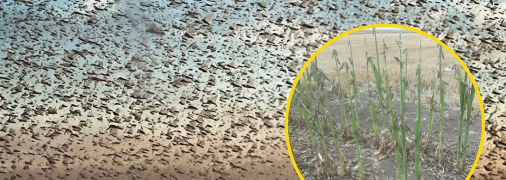 Саранча в Украине