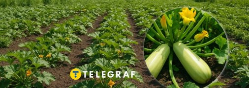 Кабачки повинні плодоносити