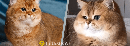 Кіт може мати різні відтінки золотого у шерсті