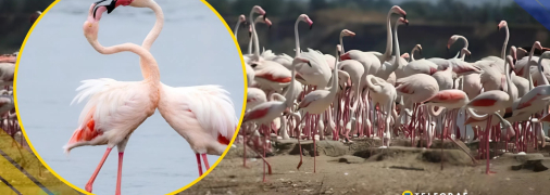 Фламінго на лиманах