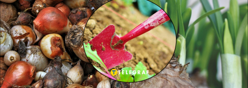 Октябрь - время садить тюльпаны, гиацинты, мускари, нарциссы, крокусы