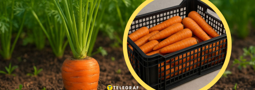 Як зберігати моркву взимку