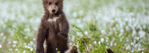 Хотели поиграть в гольф: медвежата развеселили сеть играми на спортивном поле (видео)