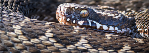 Гадюка степная / Igor Chervonenko