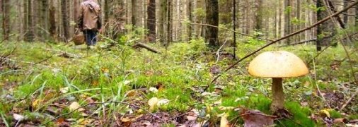 На Буковине в лесу умер мужчина