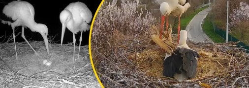 Грицик та Одарка