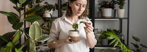 Кімнатні квіти восени вимагають особливого догляду