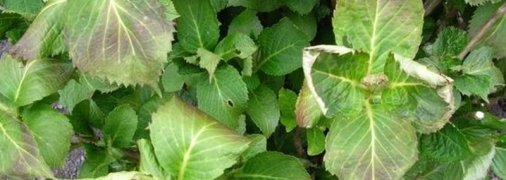 Почему у растений на грядке скручиваются листья и что с этим нужно делать