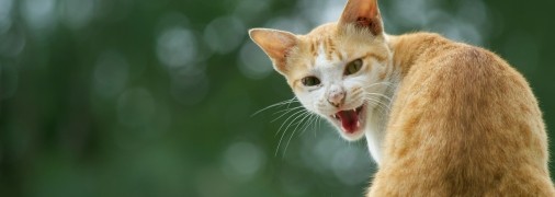 Кішка – це не просто пухнастий друг, а й особистість зі своїми емоціями