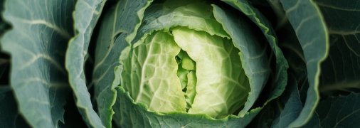 Капуста вимагає правильного догляду (зображення створено за допомогою ШІ)