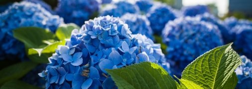 Гортензії люблять підкислений ґрунт