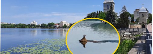 Необычная "рыба" в Тернопольском пруду