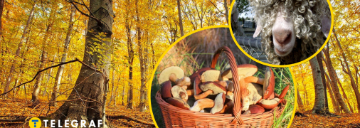 Гриб-баран растет в Украине