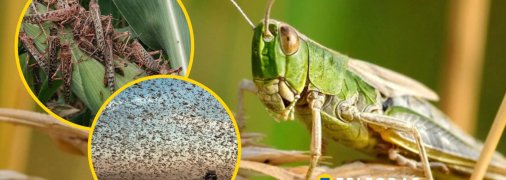 Колаж "Телеграфу"