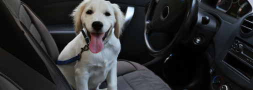 Якщо збили тварину, то тут зволікати не треба